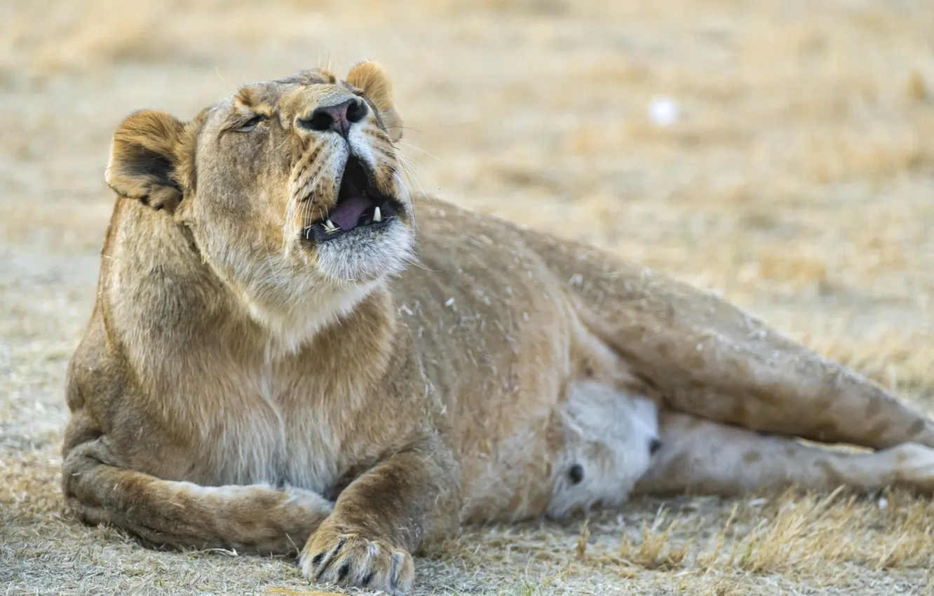 Фото обои animals, lion, roar, big cat
