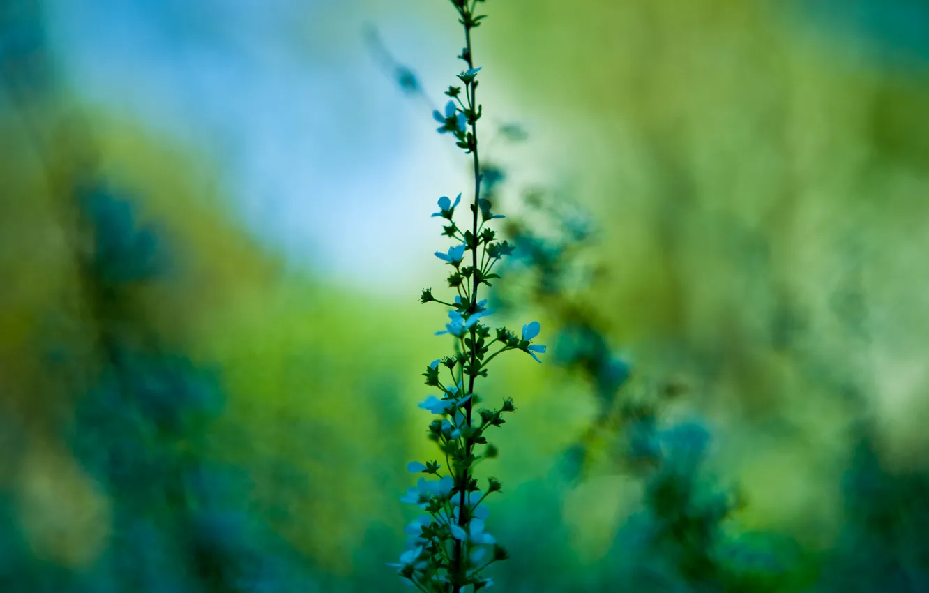 Фото обои зелень, макро, цветы, растение, ветка, стебель, голубые