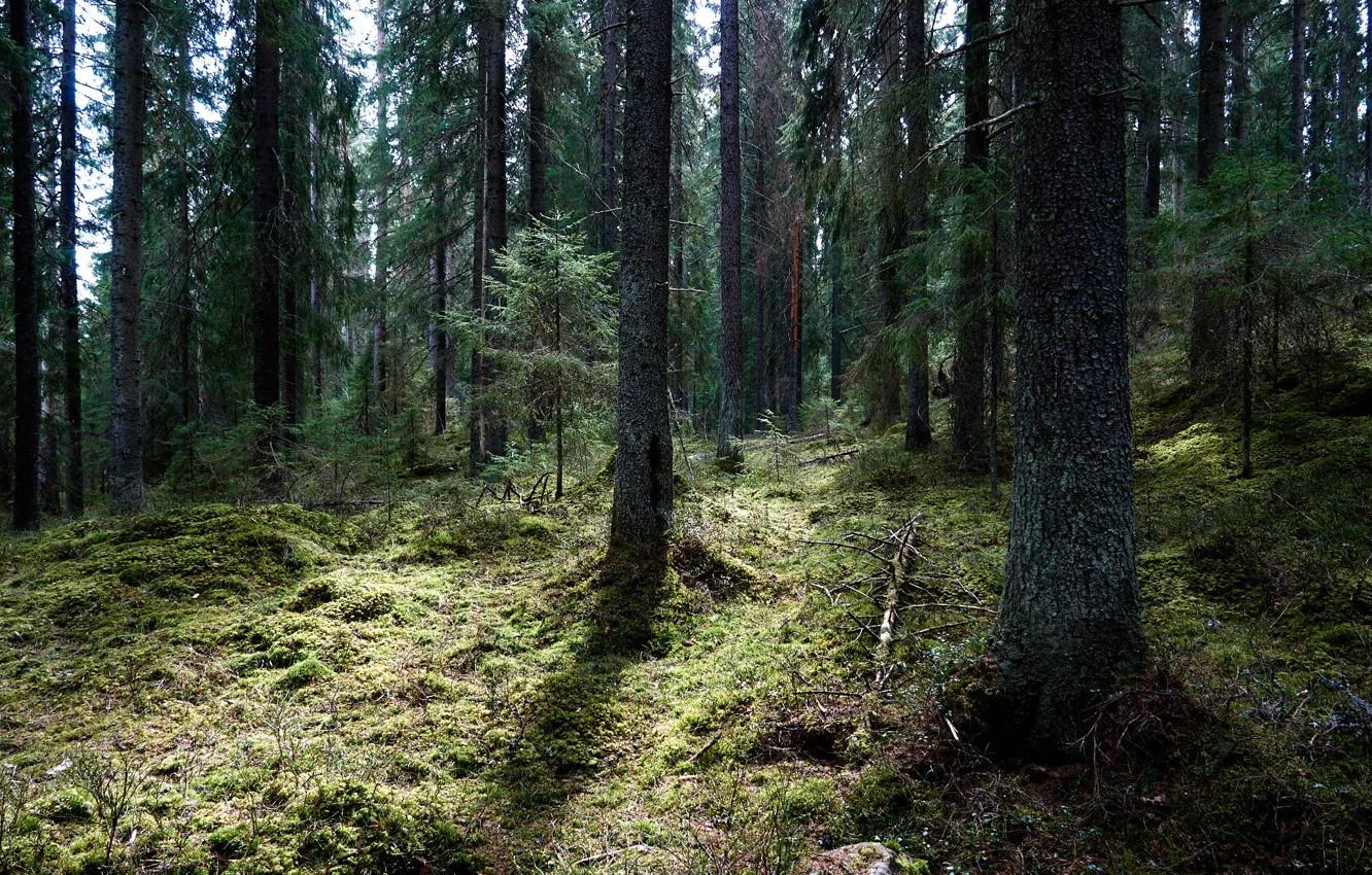 Фото обои лес, деревья, мох