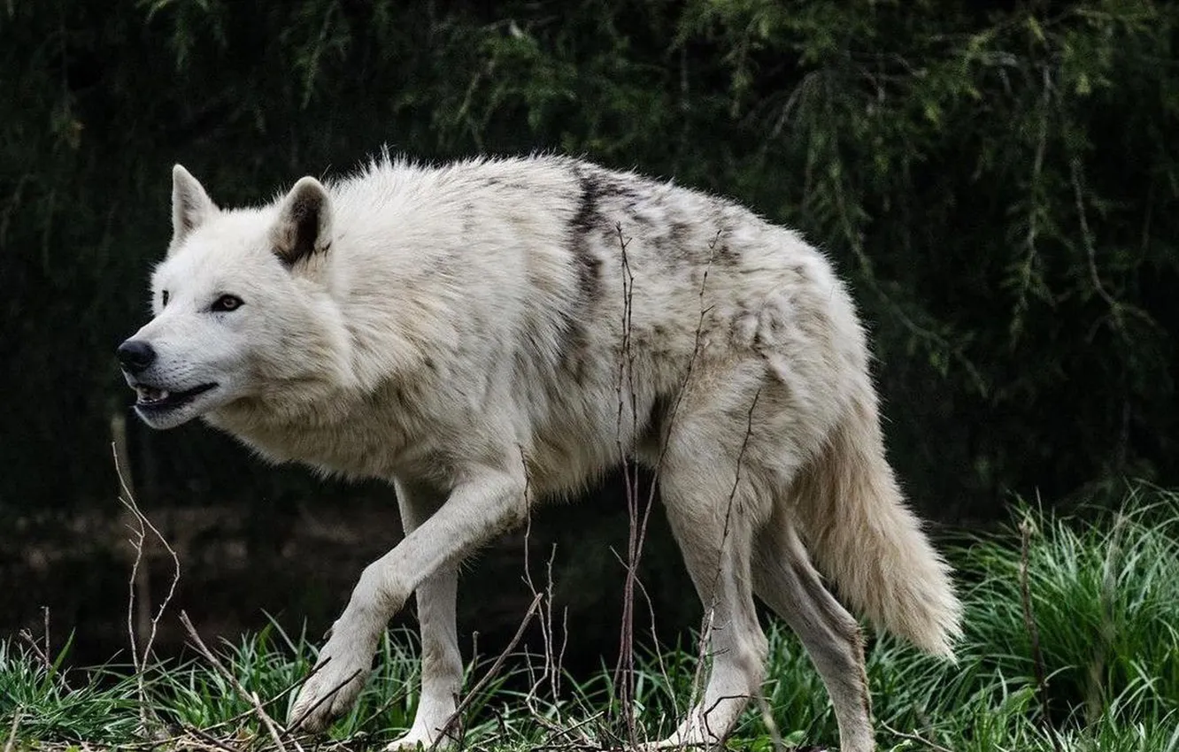 Фото обои fantasy, nature, art, snow, predator, face, animal, wolf