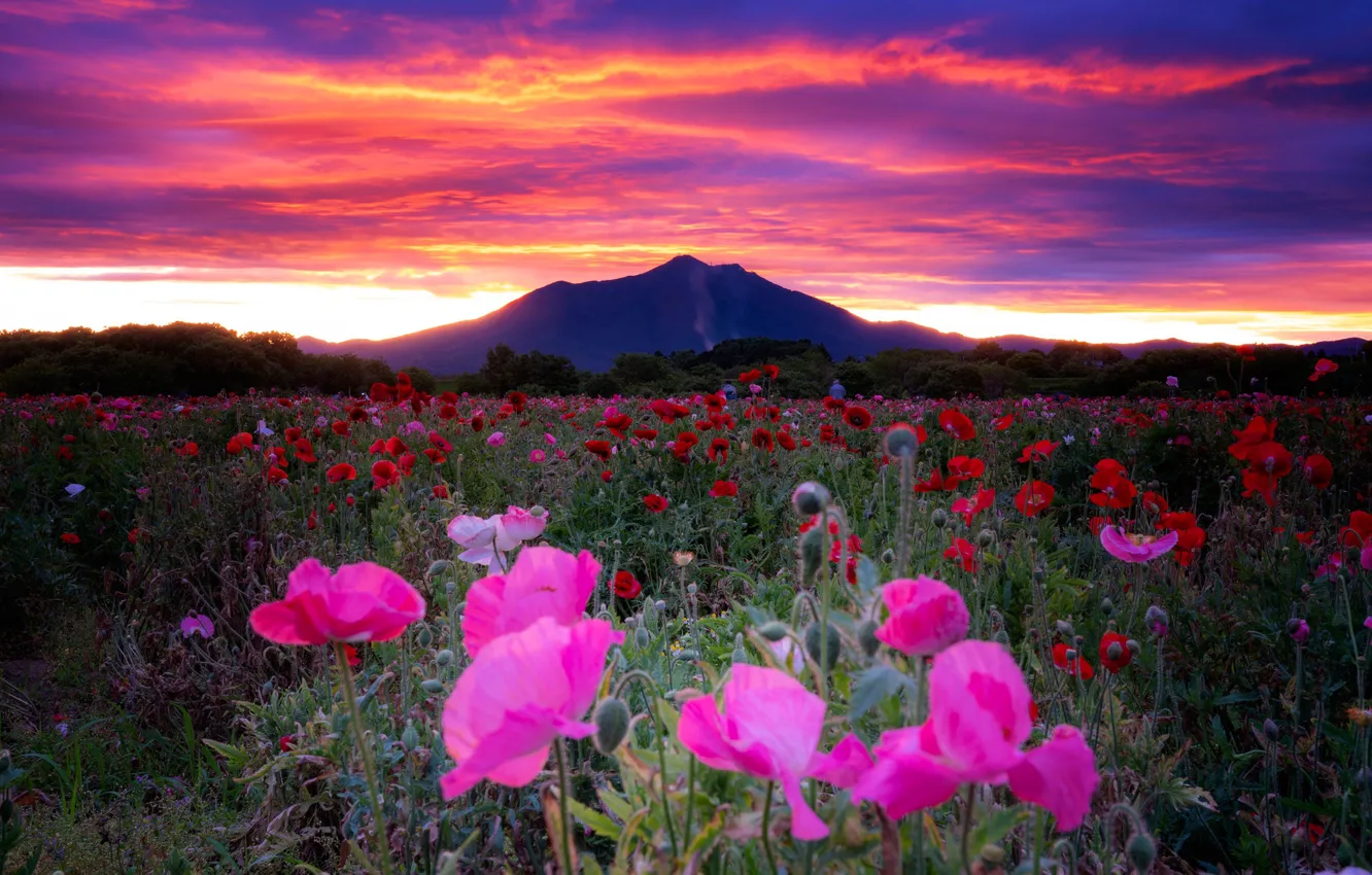 Фото обои поле, небо, цветы, рассвет, маки, гора, утро, Япония