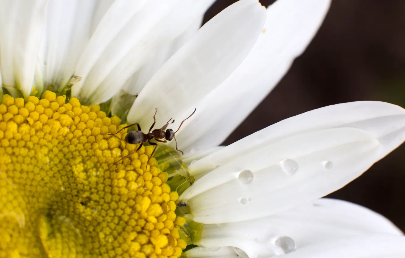 Фото обои белый, цветок, лето, капли, макро, дождь, ромашка, муравей