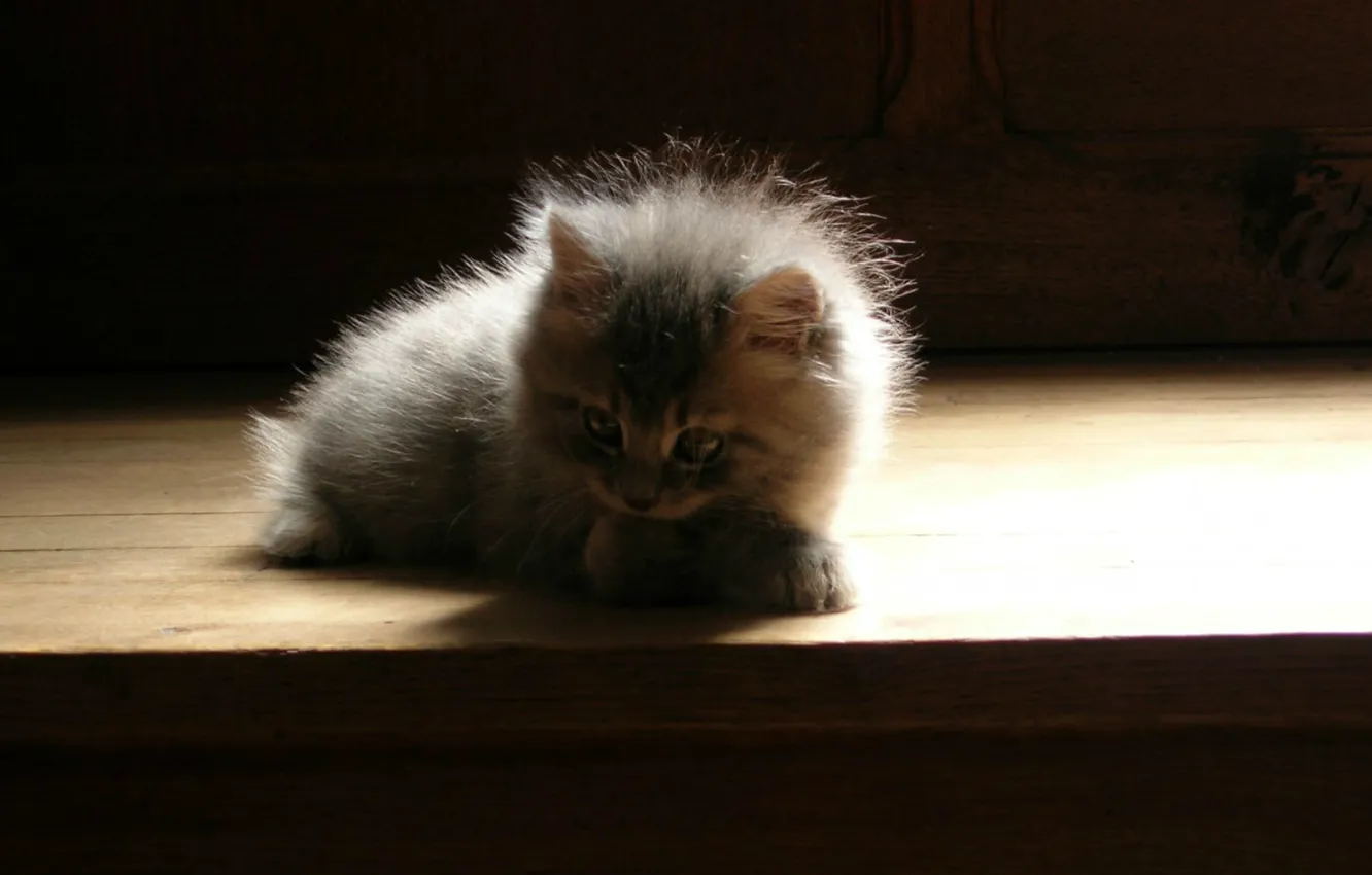 Фото обои тень, пушистый, малыш, серый котенок, сидит на ступеньках