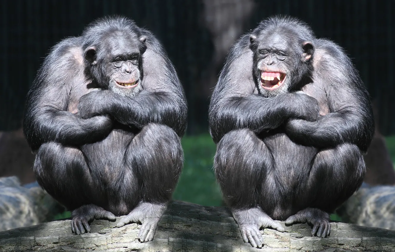 Фото обои смех, пара, обезьяны, бревно, приматы, шимпанзе