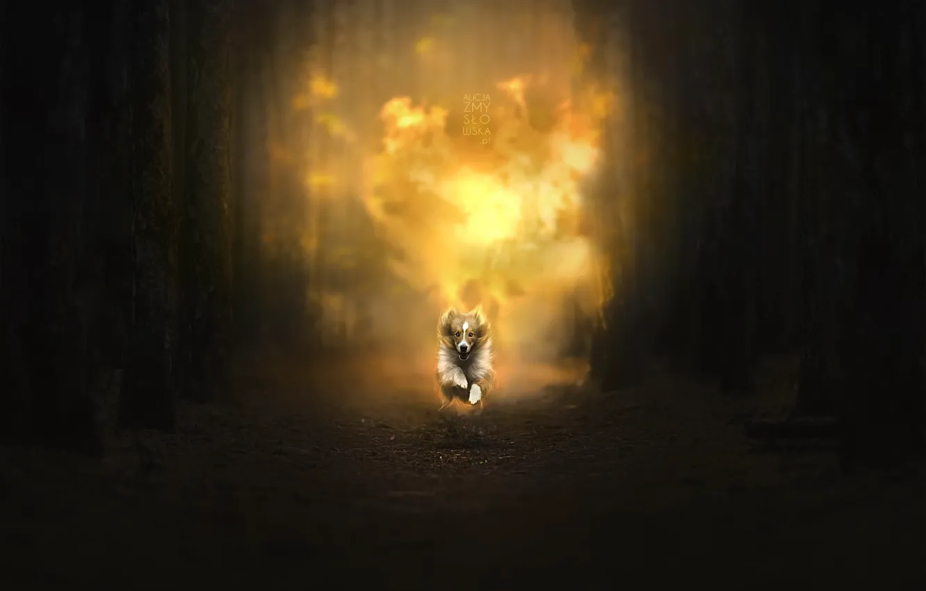Фото обои лес, огонь, собака