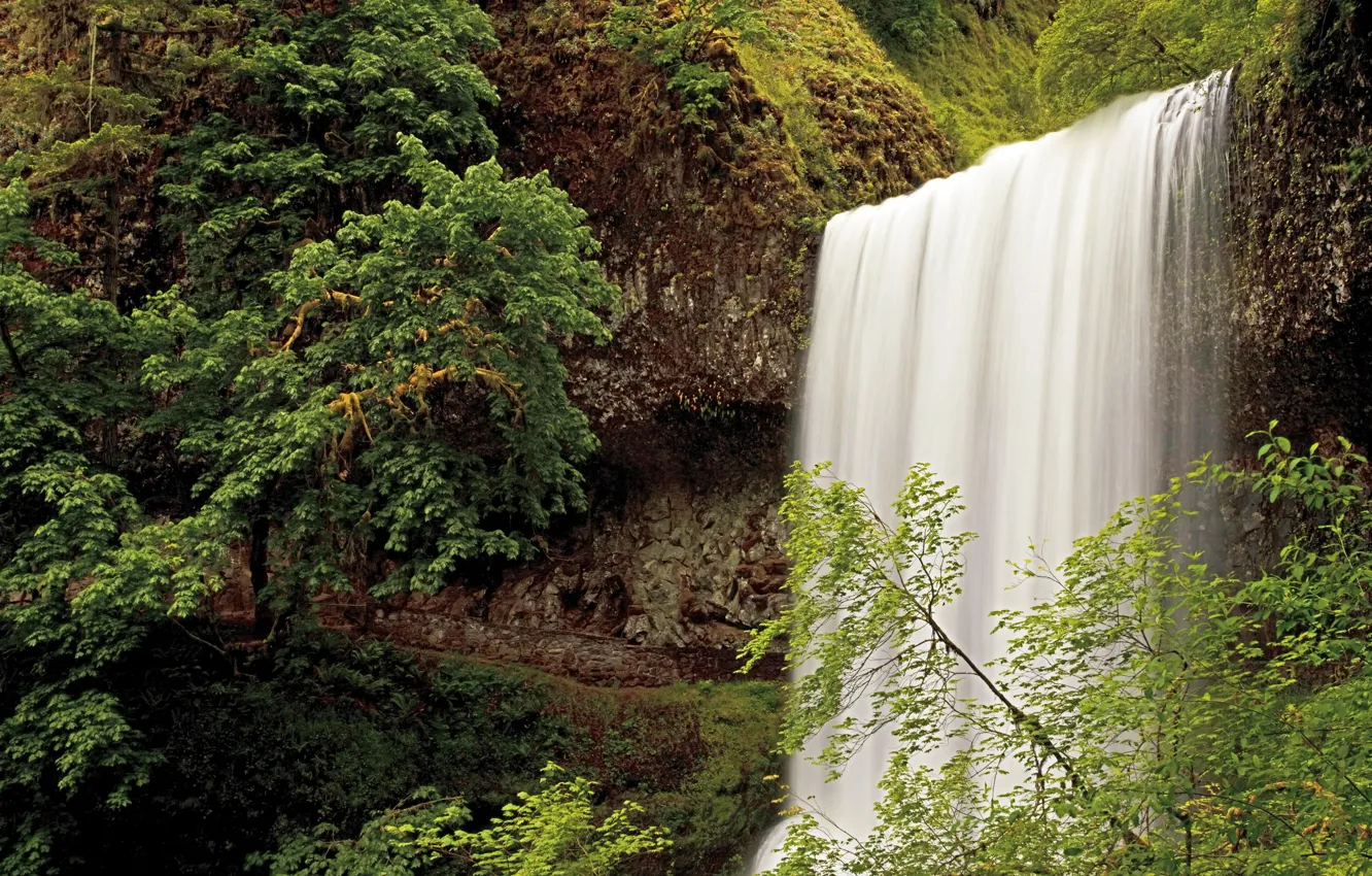 Фото обои лес, водопад, США, Oregon, Silver Falls