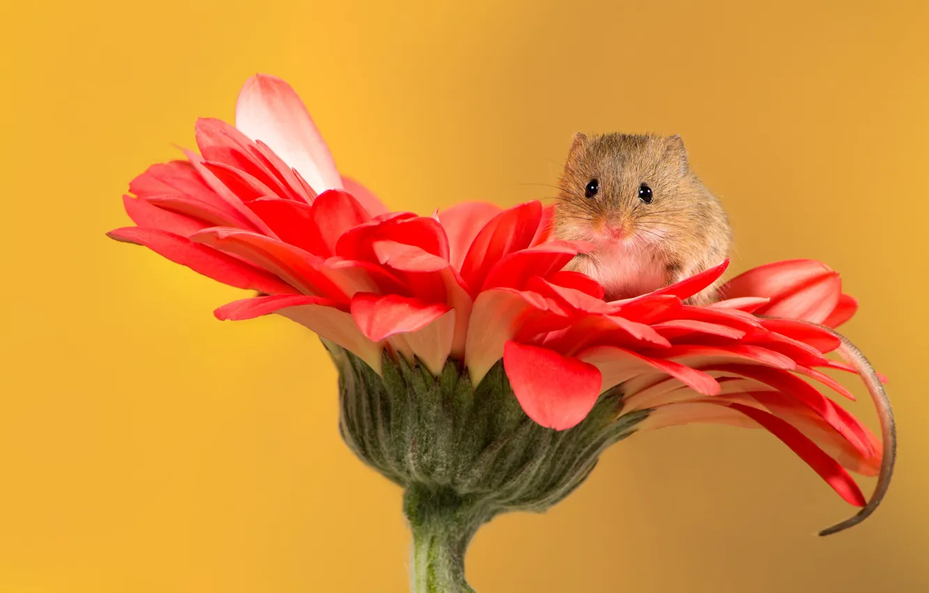 Фото обои цветок, мышка, хвостик, гербера, мышь-малютка