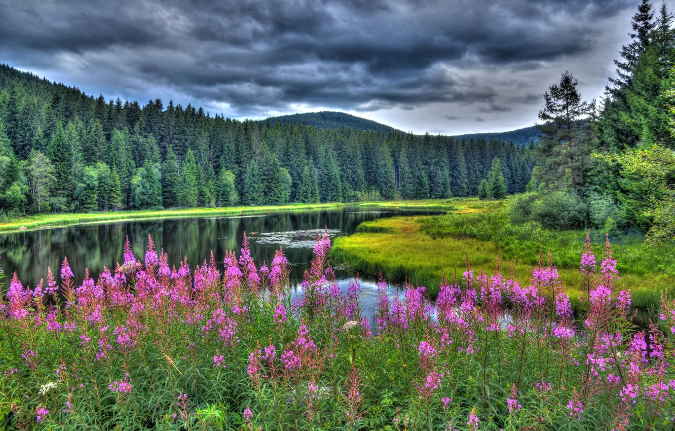 Фото обои лес, лето, цветы, озеро, Германия, Germany, Баден-Вюртемберг, Baden-Württemberg
