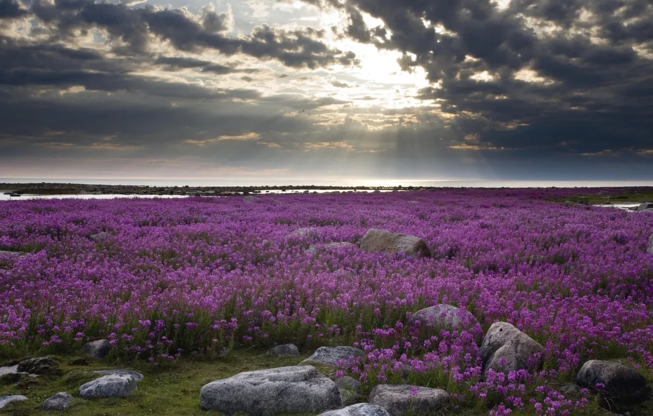 Фото обои поле, небо, вода, пейзаж, цветы, камни, берег, залив