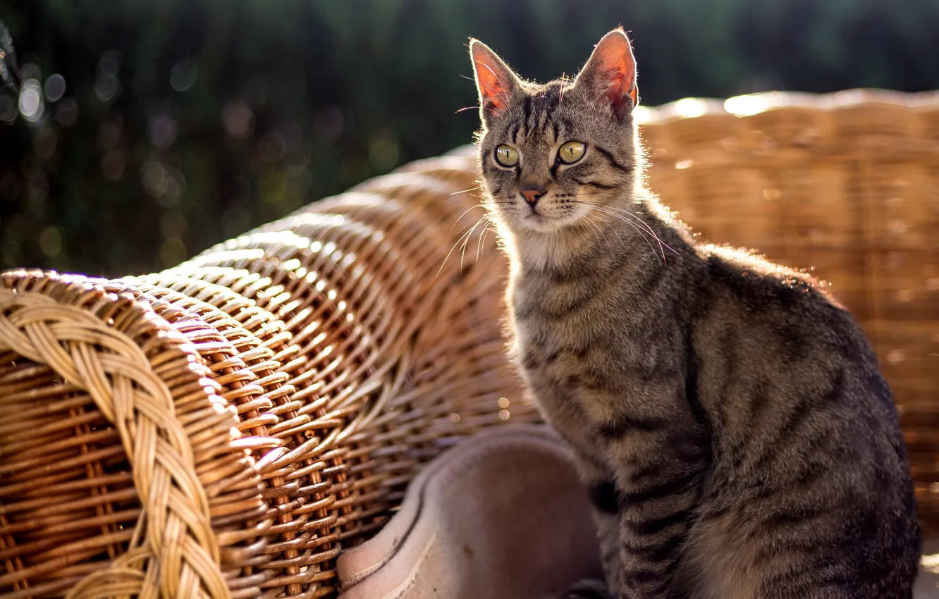 Фото обои лето, кот, кресло, сидит, коте