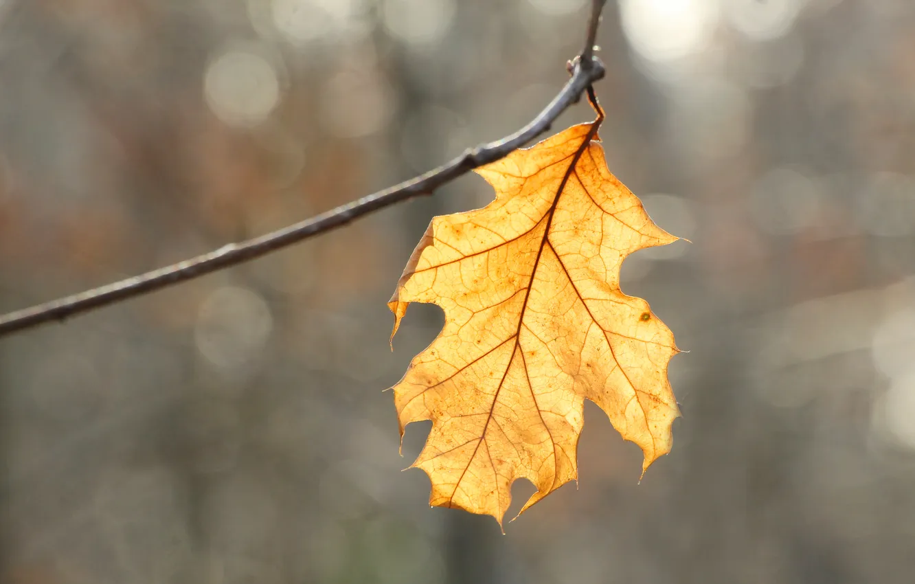 Фото обои yellow, leaf, twig