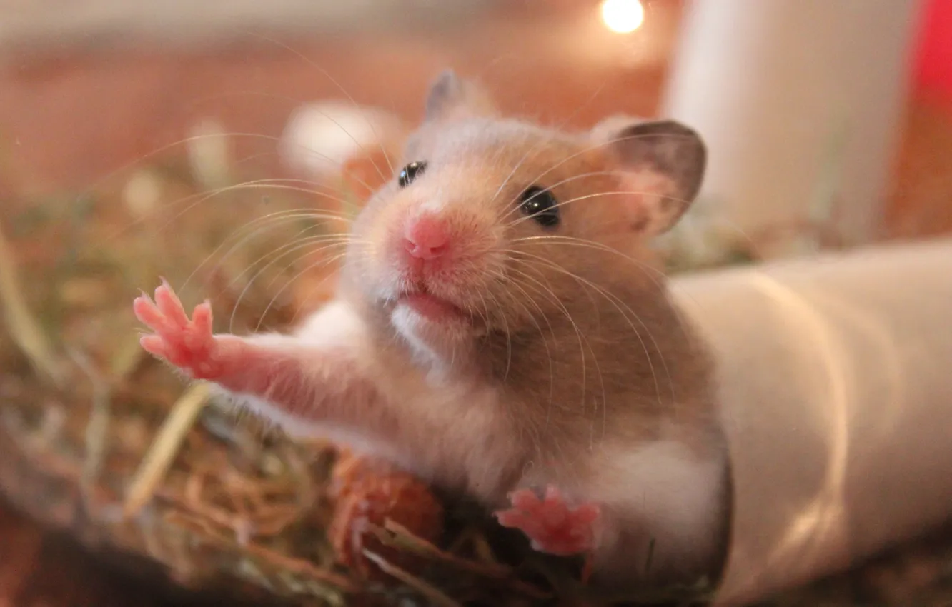 Фото обои animal, rat, mouse, mammal, rodent, whiskers, hamster, fauna