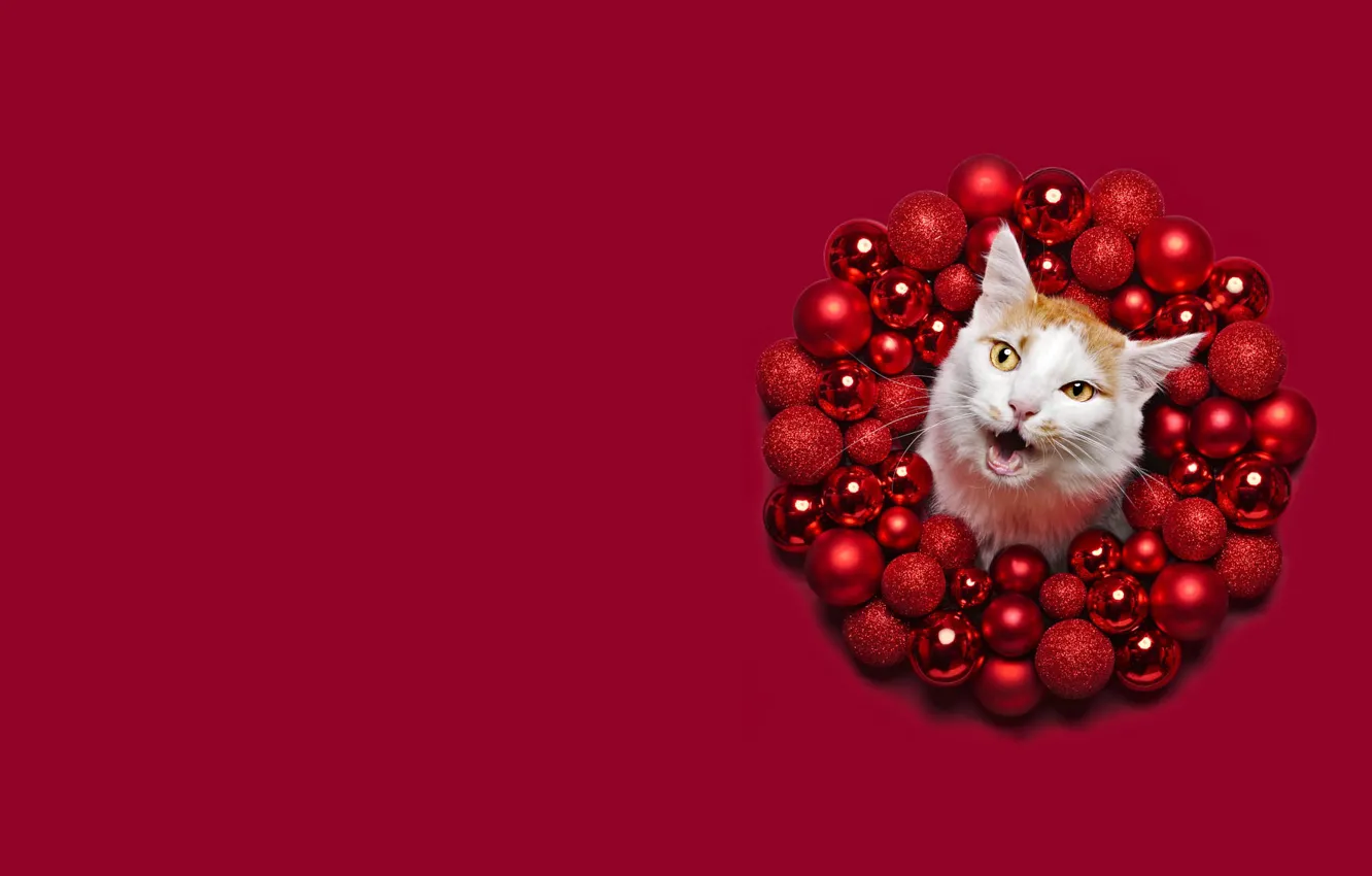 Фото обои зима, кошка, белый, кот, морда, шарики, праздник, шары