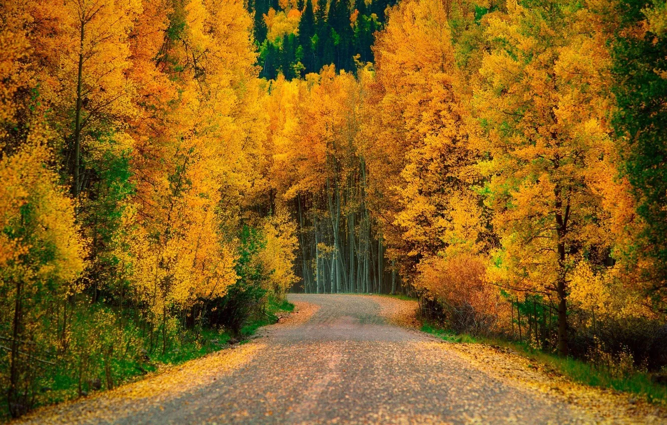 Фото обои дорога, осень, лес, деревья, пейзаж, природа, растения, forest