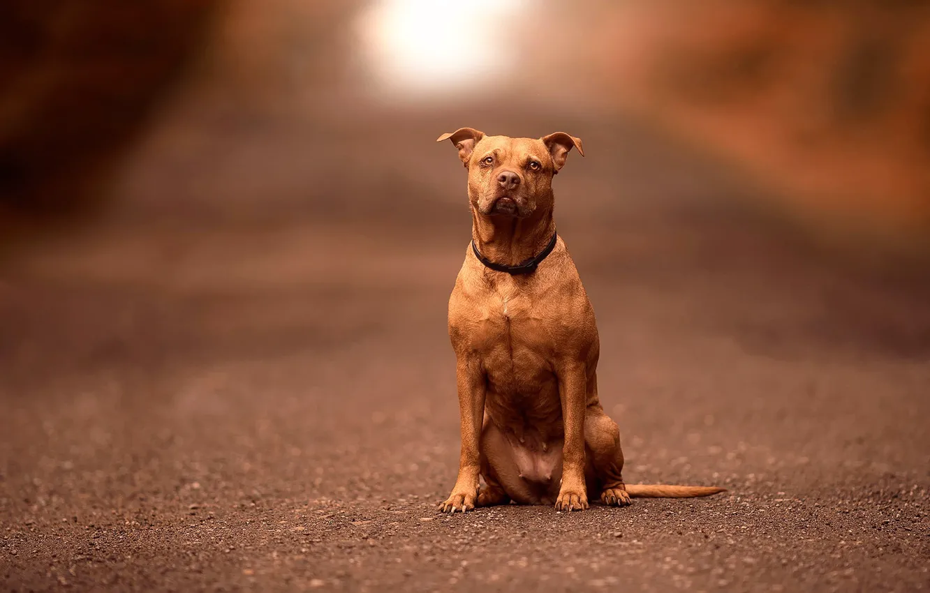 Фото обои собака, боке, Pitbull