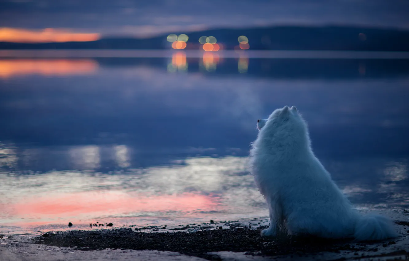 Фото обои вода, настроение, собака, боке, Самоед