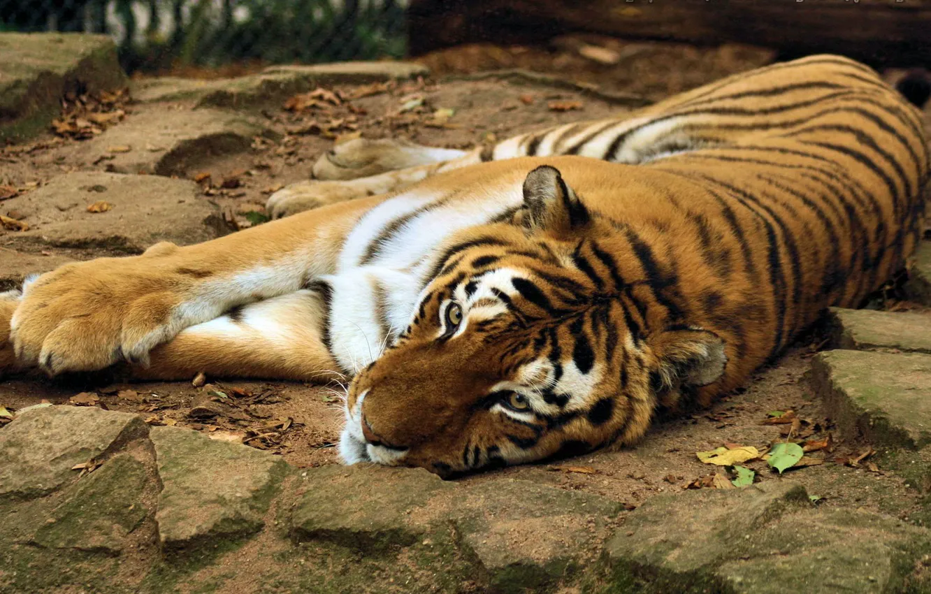 Фото обои морда, тигр, камни, лапы, лежит