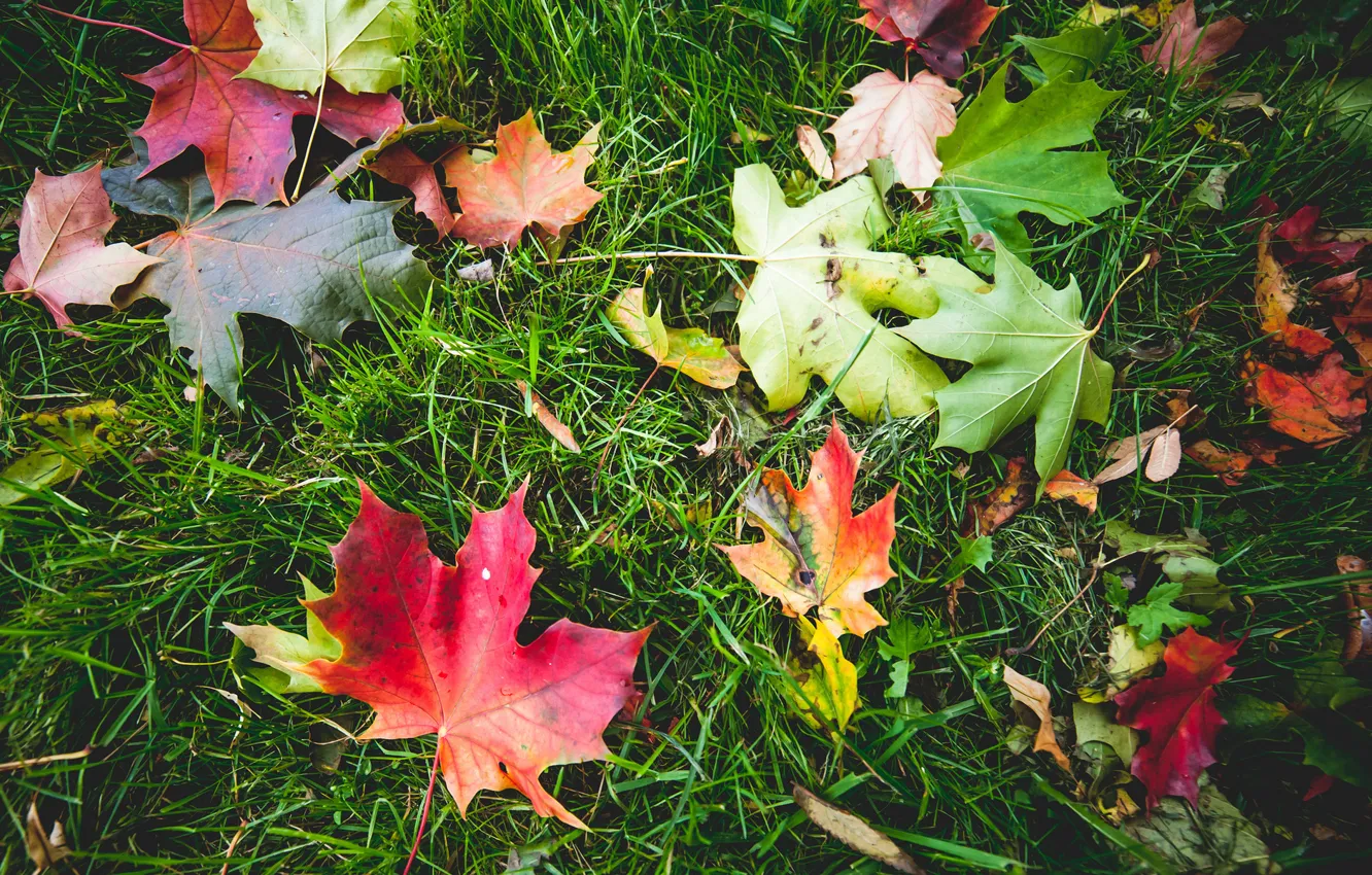 Фото обои зелень, осень, трава, листья, макро