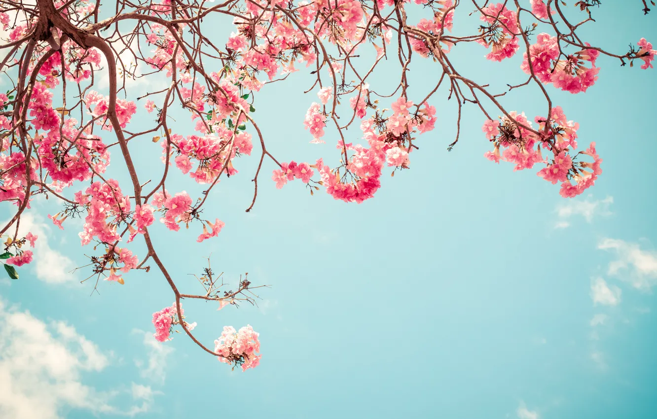 Фото обои небо, ветки, весна, сакура, цветение, pink, blossom, sakura
