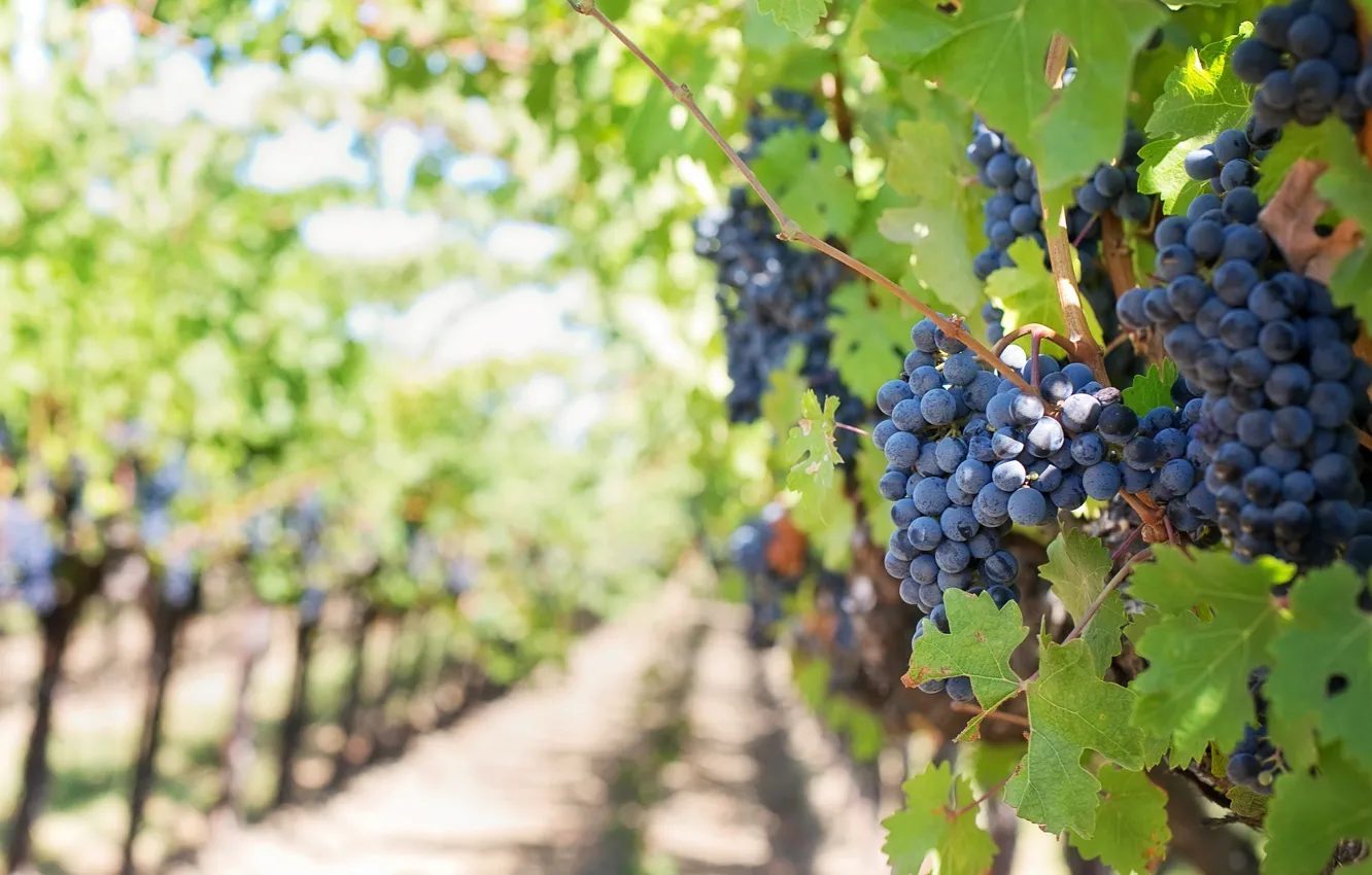 Фото обои листва, виноград, виноградник, leaves, grapes, грозди, the vineyard