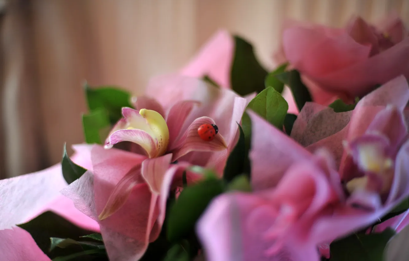 Фото обои цветок, цветы, розовый, нежный, божья коровка