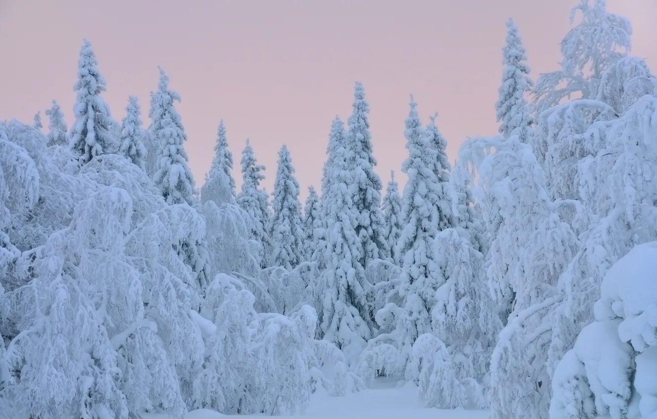 Фото обои зима, снег, деревья, елки