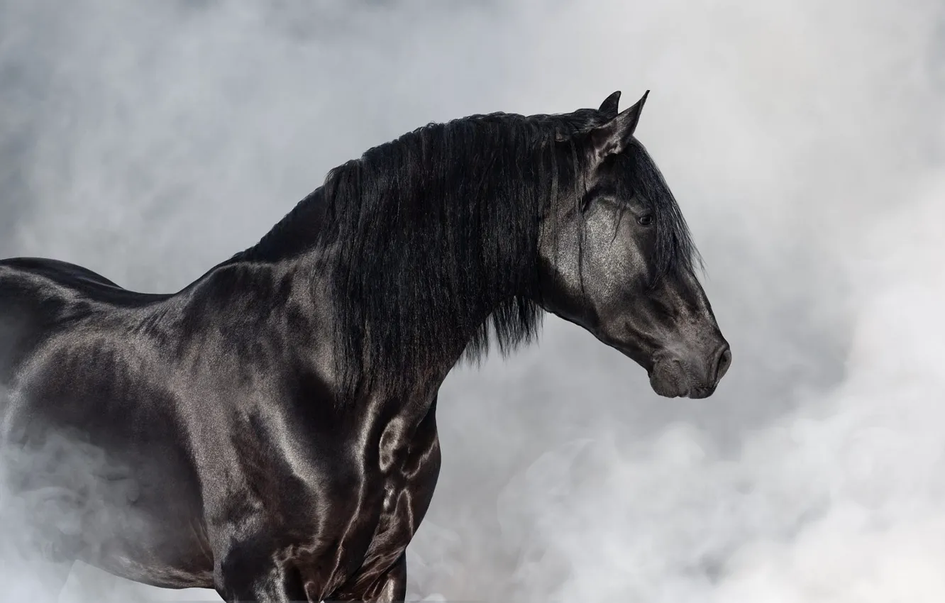 Фото обои взгляд, морда, туман, конь, черный, лошадь, дым, пар