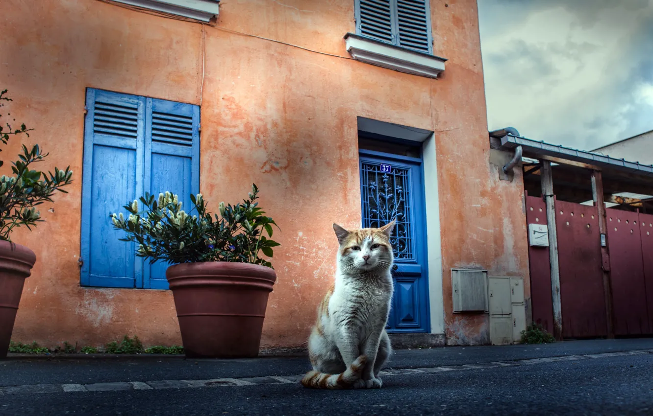 Фото обои кошка, дом, улица