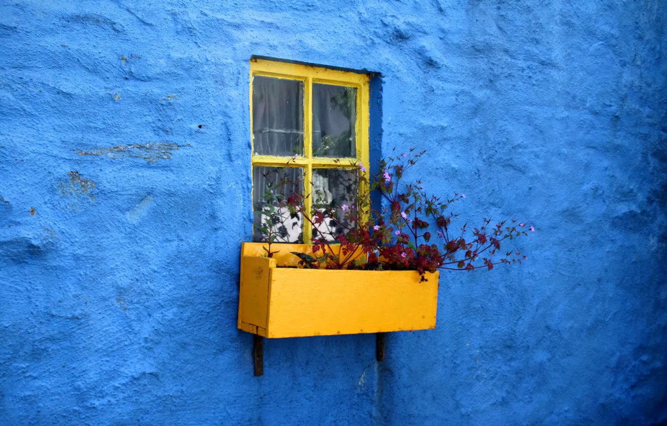 Фото обои синий, стена, минимализм, окно, штукатурка, цветник, цыеты