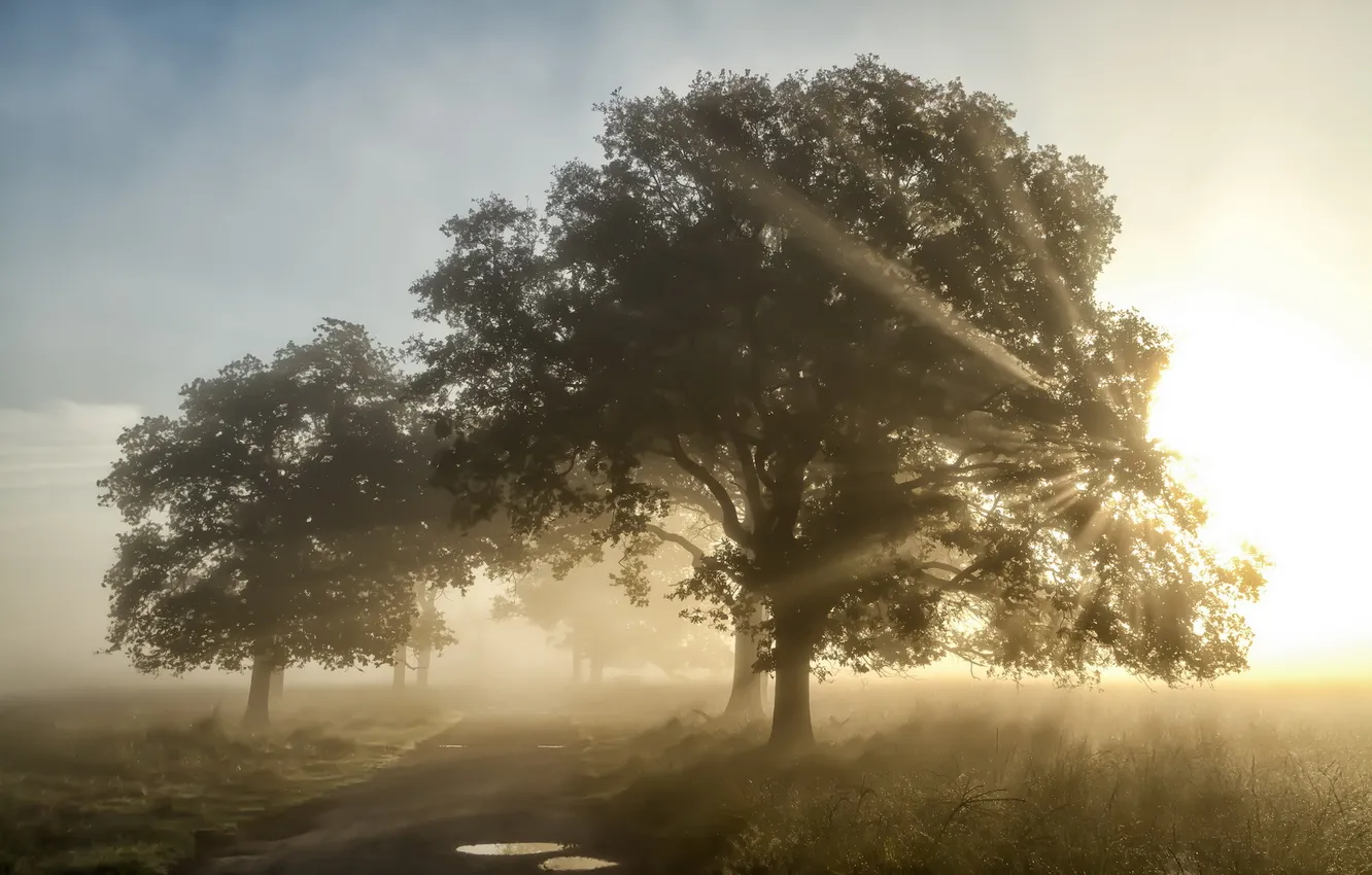 Фото обои дорога, деревья, пейзаж, природа, туман, утро