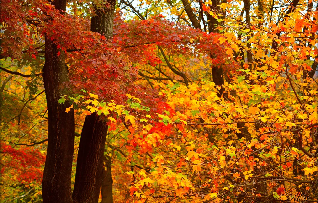 Фото обои Осень, Листья, Fall, Autumn, Colors, Leaves