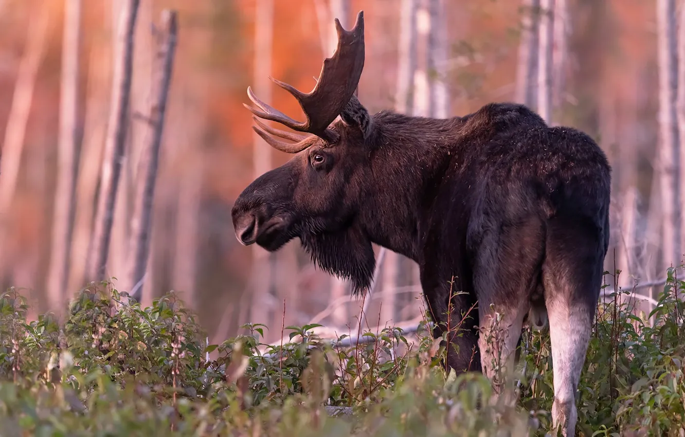 Фото обои лес, взгляд, деревья, лось