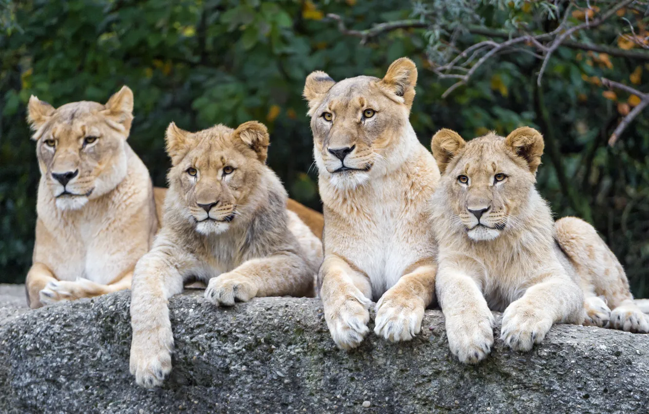 Фото обои кошки, камень, львы, львята, львица, ©Tambako The Jaguar