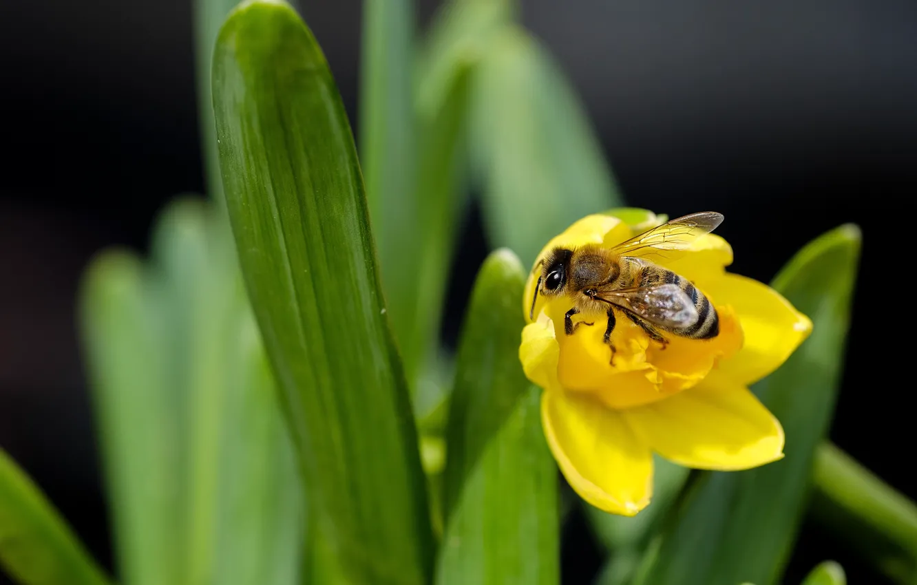 Фото обои цветок, листья, макро, желтый, пчела, весна, насекомое, нарцисс