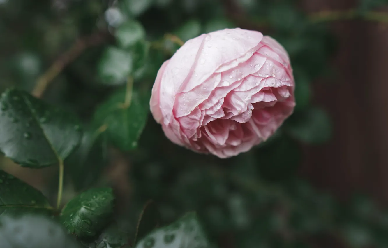 Фото обои листья, капли, розовая, роза, бутон