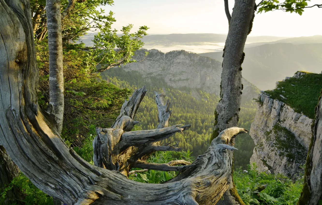 Фото обои деревья, пейзаж, горы, скалы, Швейцария