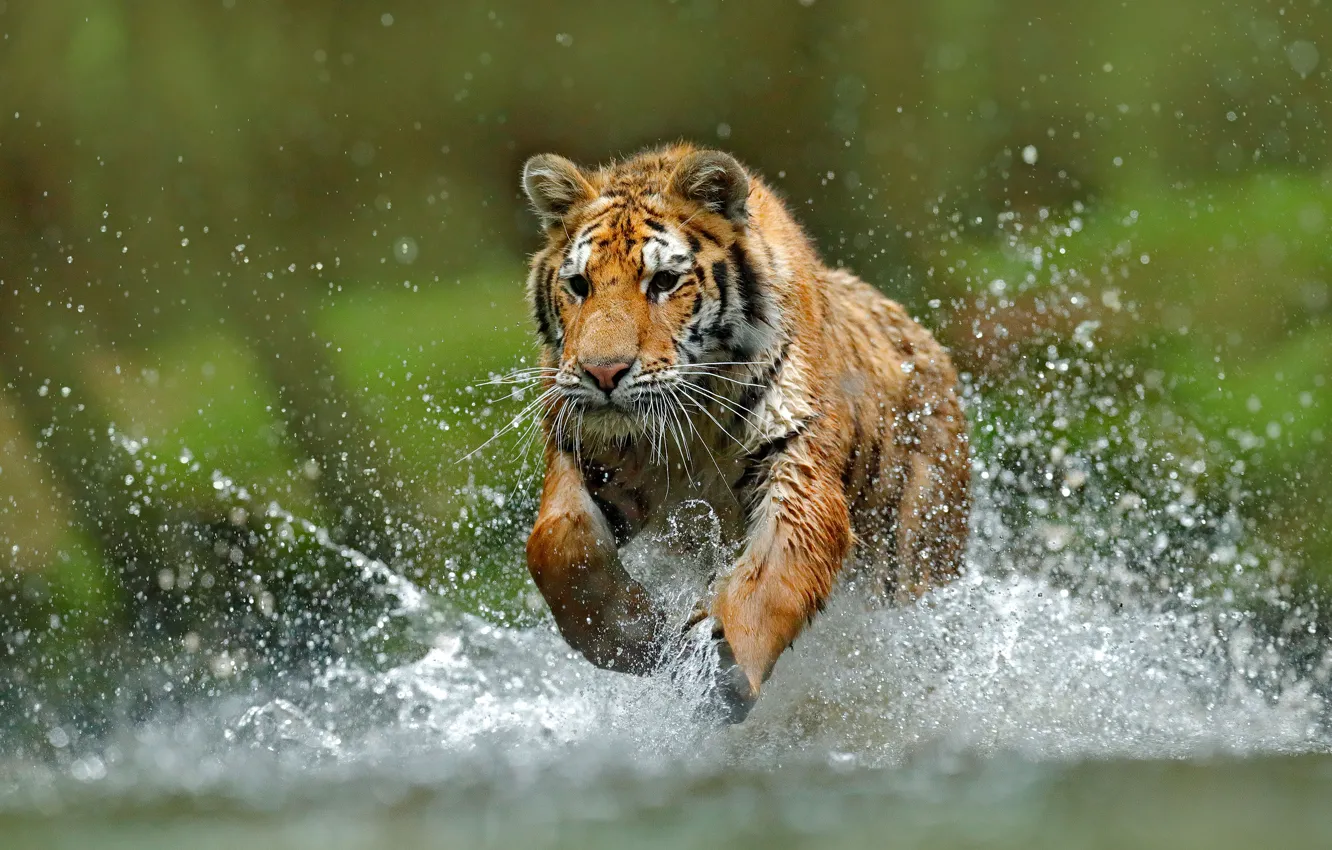 Фото обои tiger, water, run