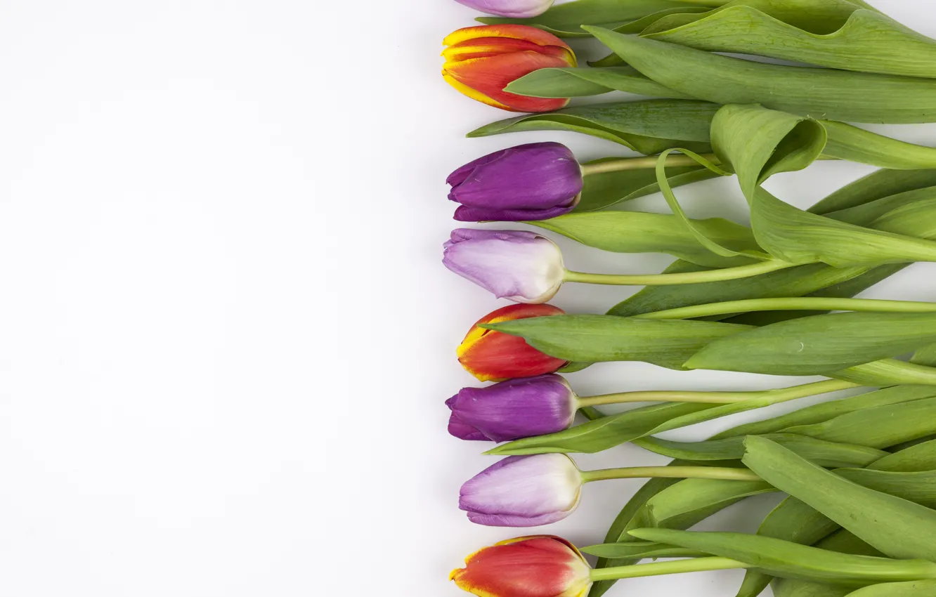 Фото обои цветы, colorful, тюльпаны, flowers, beautiful, tulips, spring, purple
