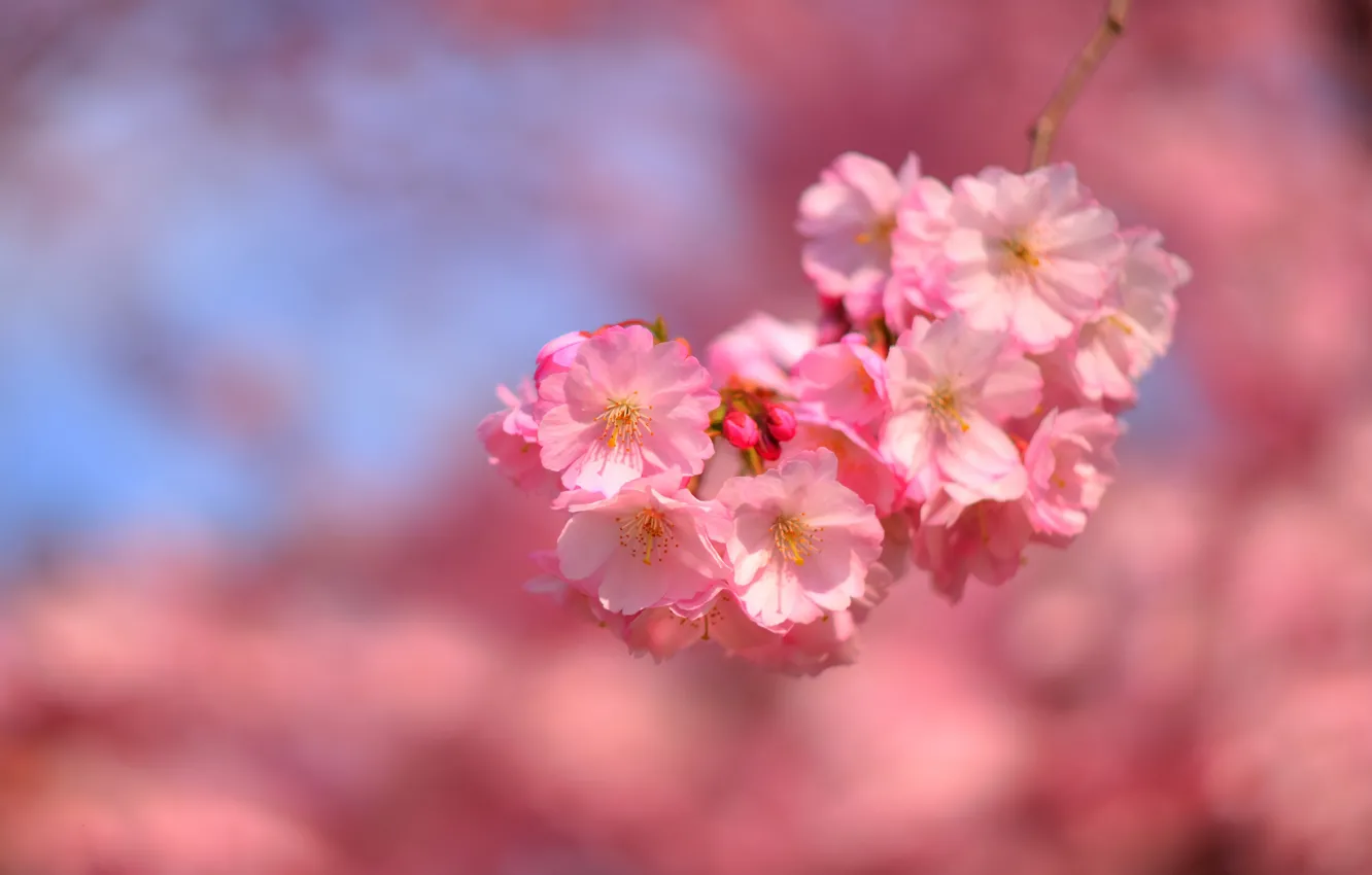 Фото обои цветы, фон, ветка, весна, сакура, нежные, розовые, цветение