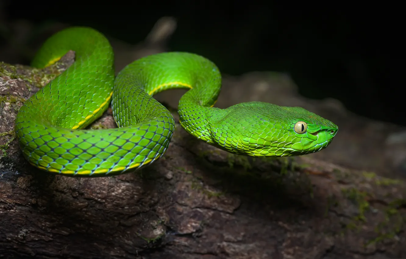 Фото обои природа, змея, пресмыкающееся