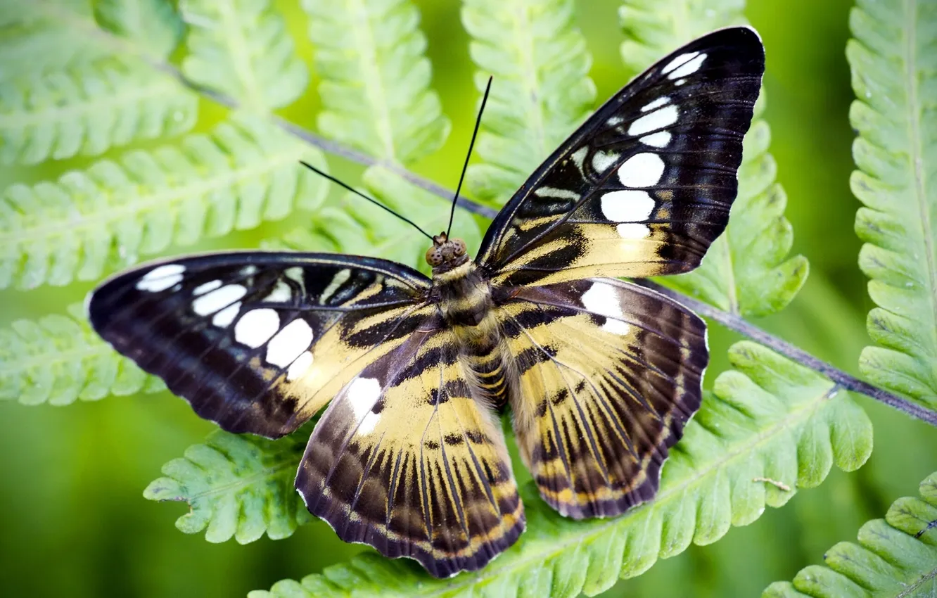 Фото обои макро, лист, бабочка, Сильвия Тигровая