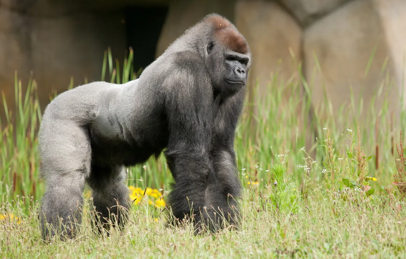 Фото обои Zoo, Gorilla, Westelijke laagland gorilla, La Bosière du Doré