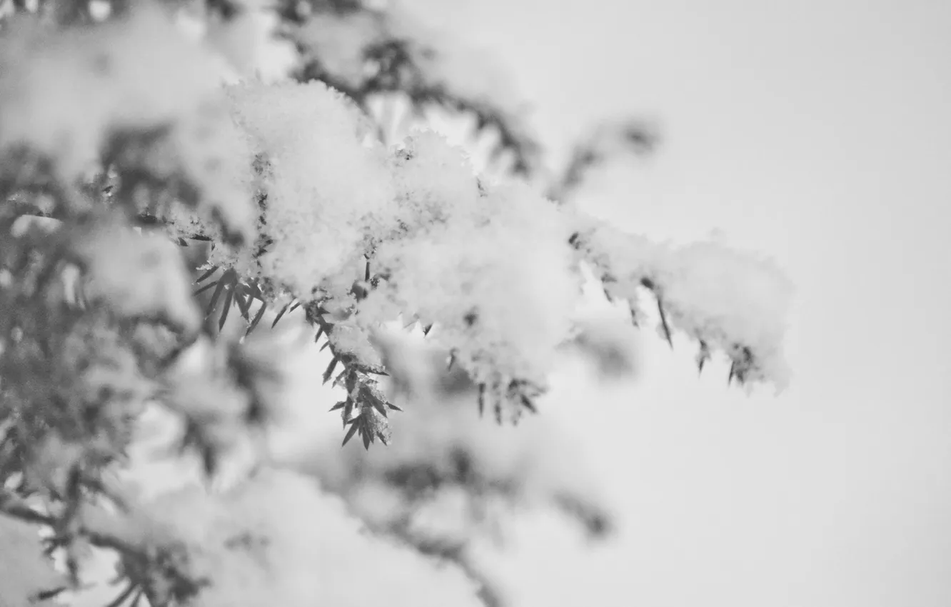 Фото обои лед, зима, снег, иголки, ветви, елка, Природа, ель