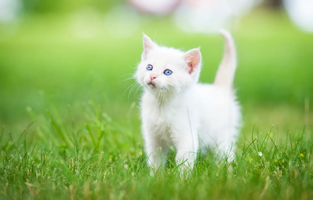 Фото обои трава, малыш, котёнок, голубые глаза, белый котёнок