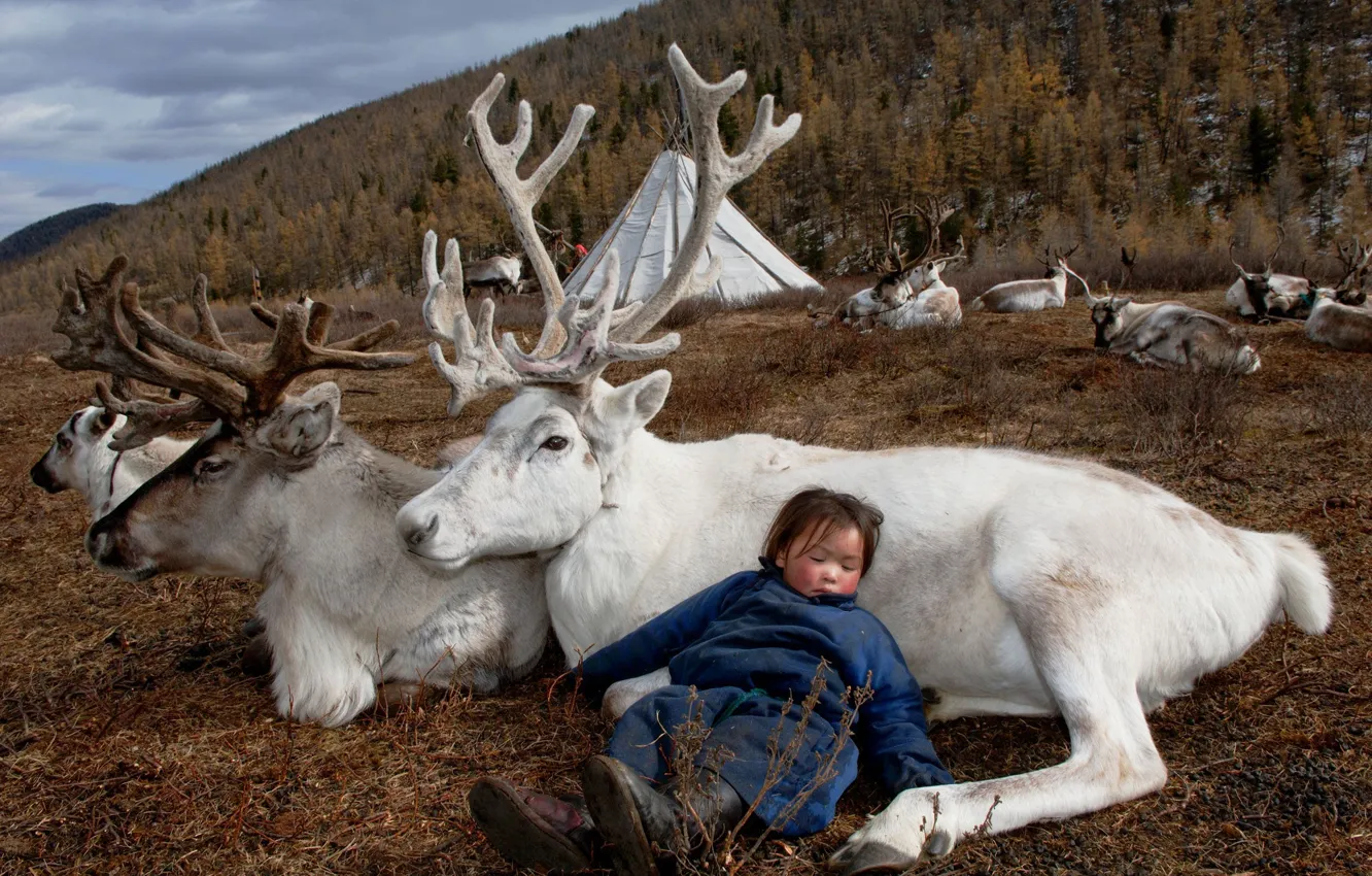 Фото обои природа, жизнь, девочка, олени, Монголия