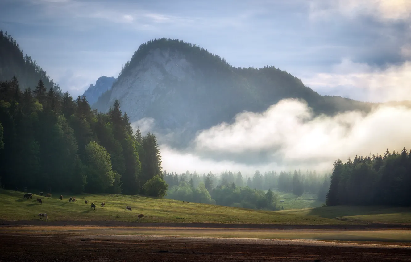 Фото обои пейзаж, горы, природа, туман, коровы