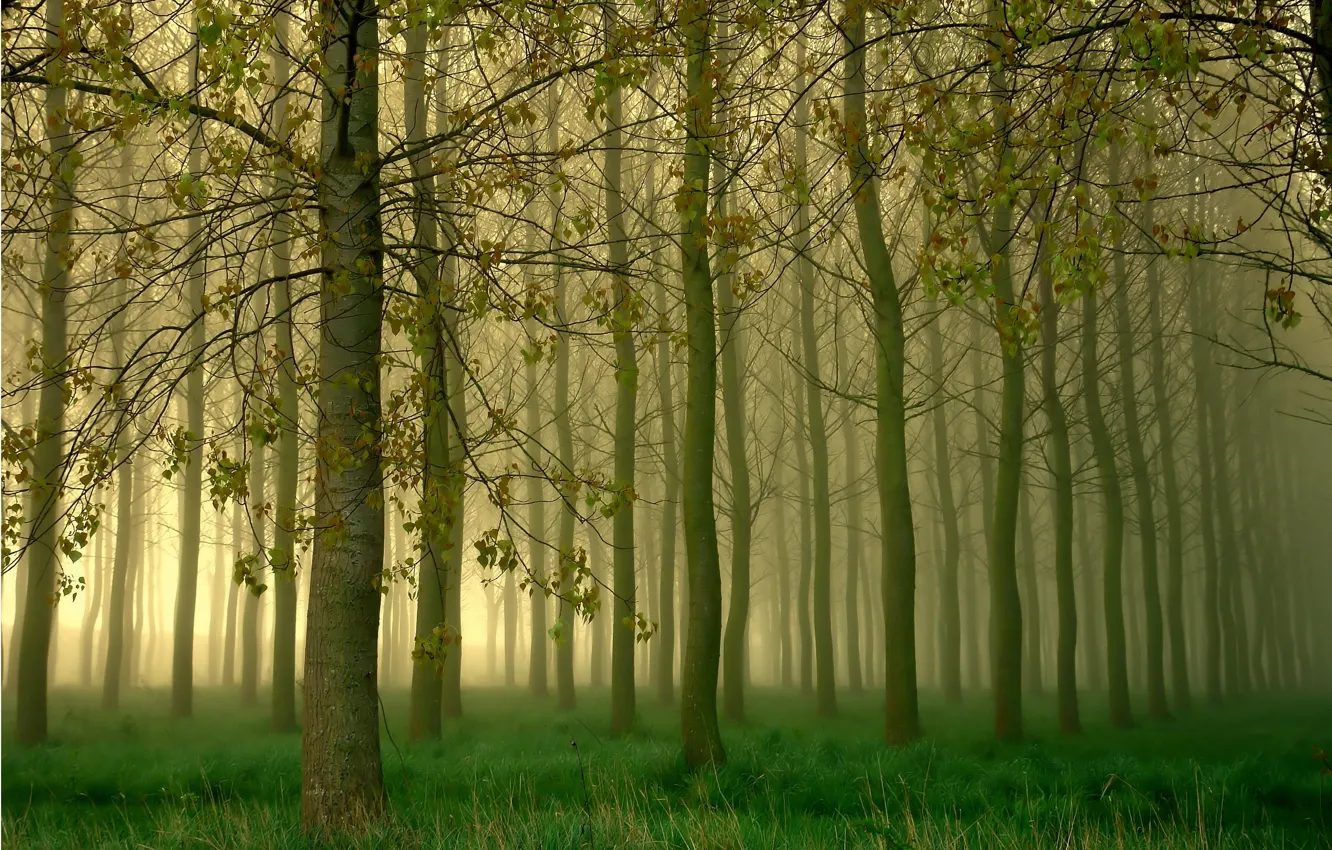 Фото обои лес, деревья, туман, роща