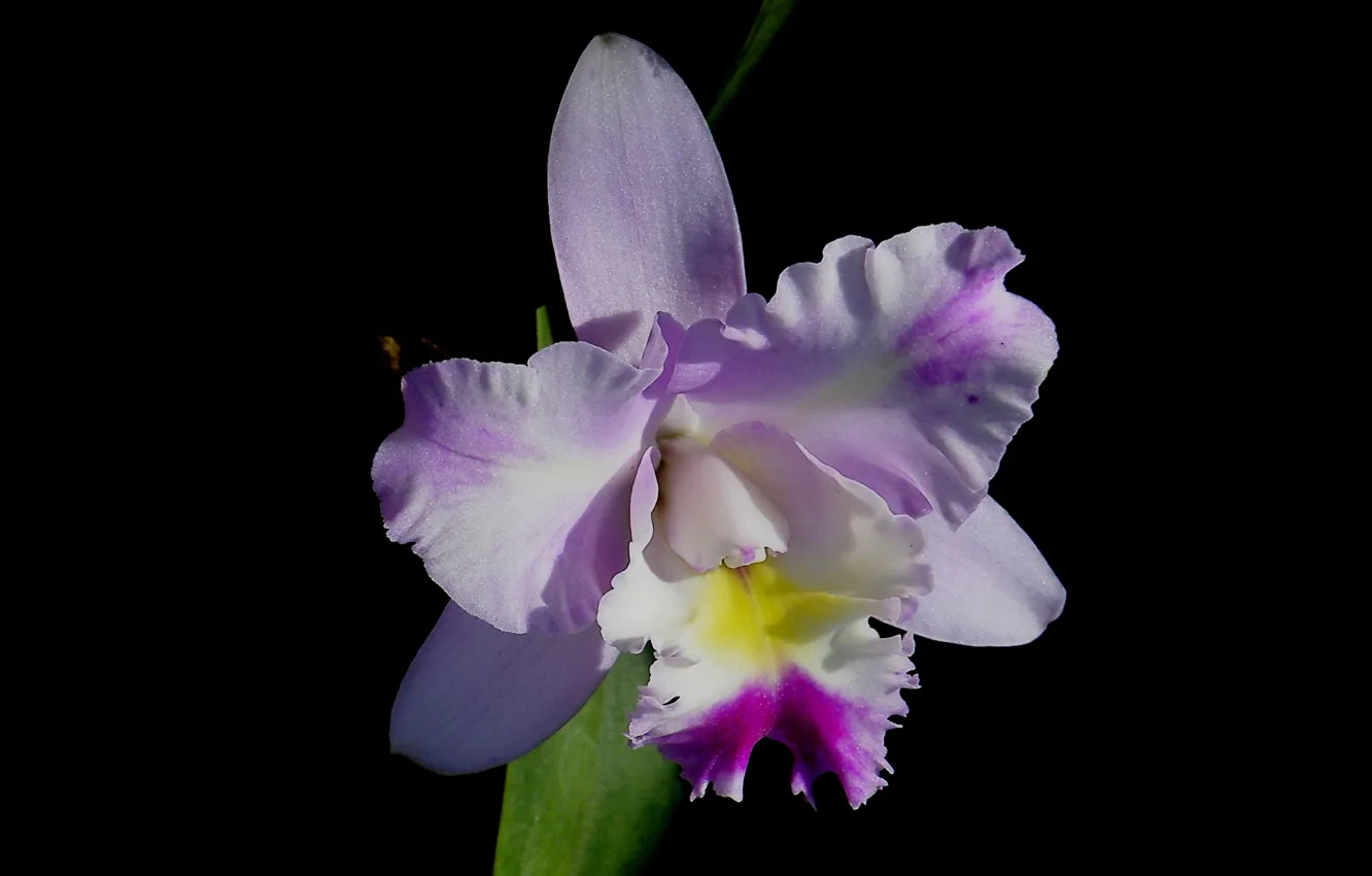 Фото обои макро, фон, лепестки, орхидея