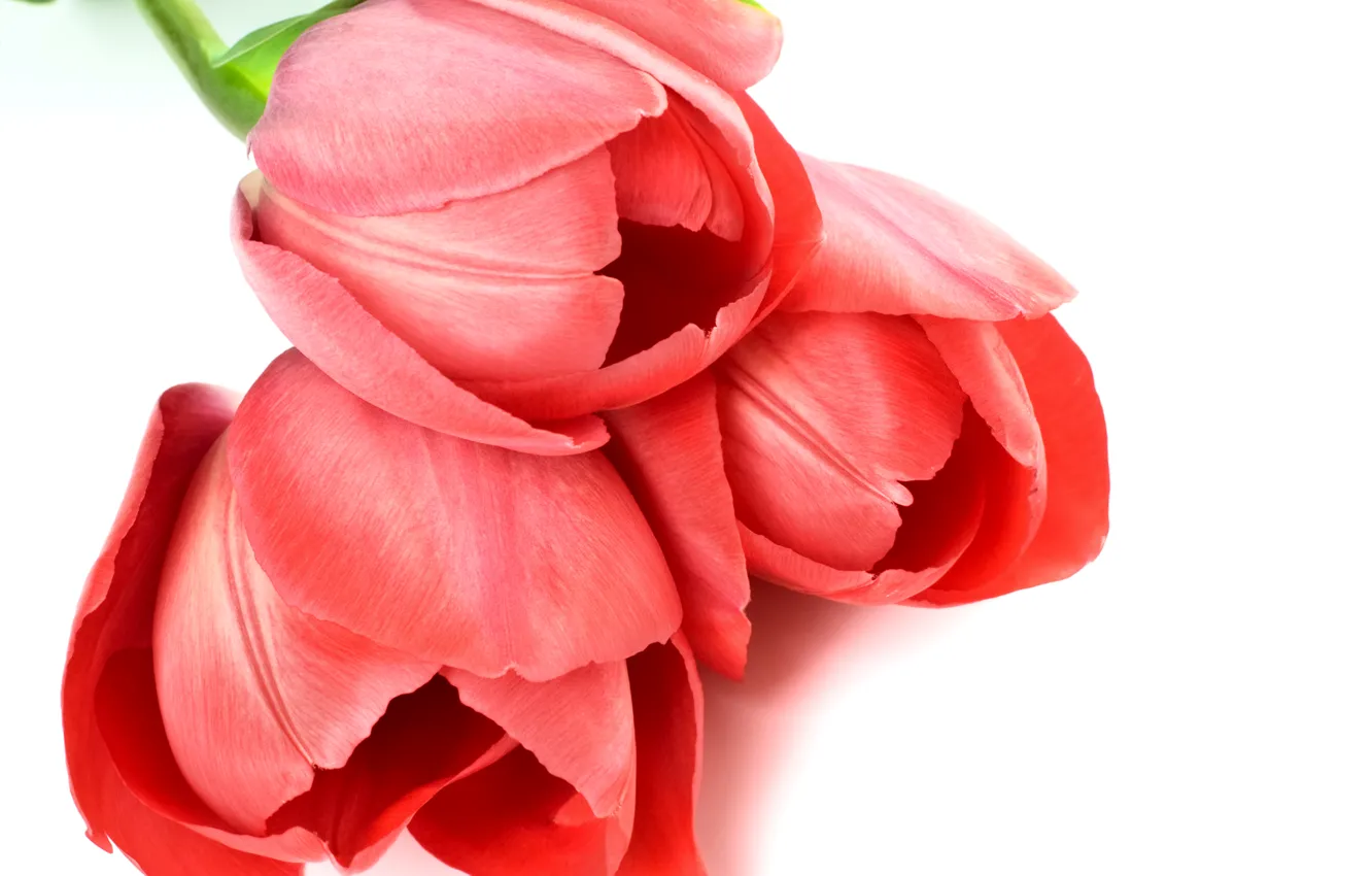 Фото обои тюльпаны, красные, белый фон, крупным планом