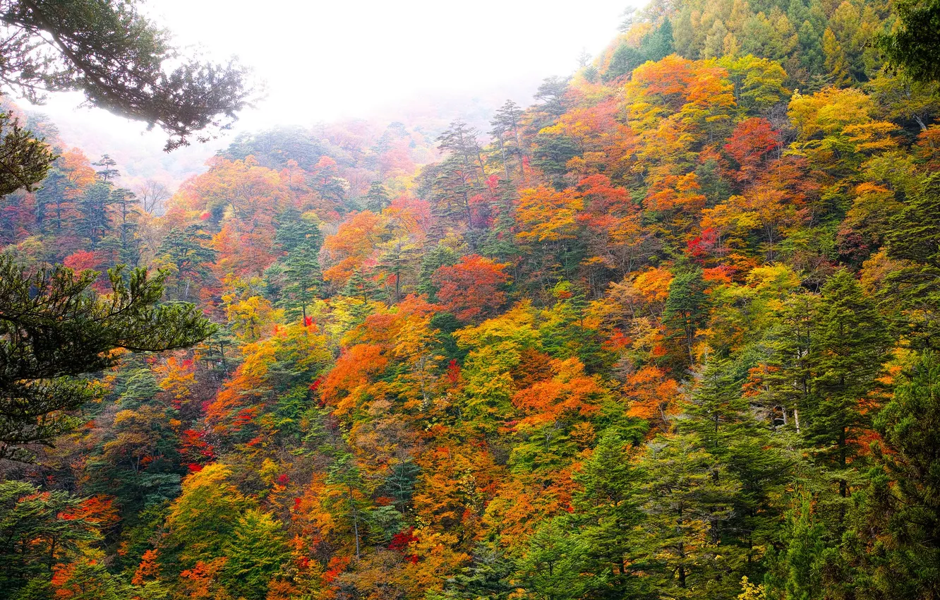 Фото обои осень, лес, небо, деревья, склон, дымка